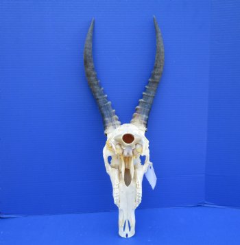 African Blesbok Skull with 13-3/4 inches Horns - Buy this one for $79.99