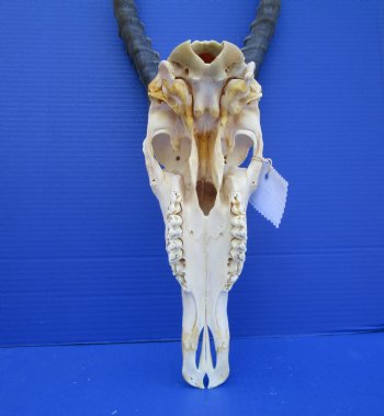 African Blesbok Skull with 13-3/4 inches Horns - Buy this one for $79.99
