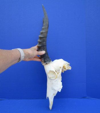 African Blesbok Skull with 13-3/4 inches Horns - Buy this one for $79.99