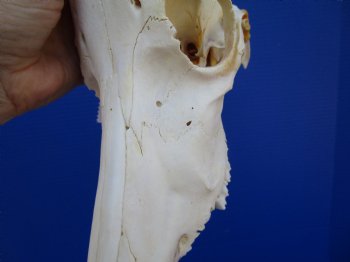 African Blesbok Skull with 13-3/4 inches Horns - Buy this one for $79.99