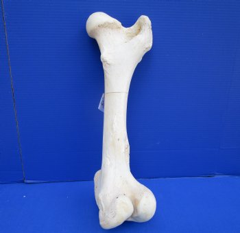 20 x 7-7/8 inches Giraffe Femur Bone from Upper Leg - Buy this one for $69.99
