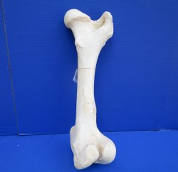 20 x 7-7/8 inches Giraffe Femur Bone from Upper Leg - Buy this one for $69.99