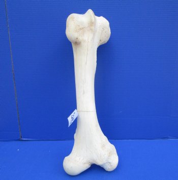 20 x 7-7/8 inches Giraffe Femur Bone from Upper Leg - Buy this one for $69.99