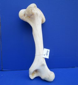 19-3/4 x 8 inches Giraffe Femur Leg Bone- Buy this one for $69.99