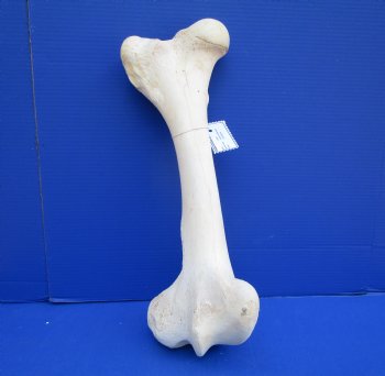 19-3/4 x 8 inches Giraffe Femur Leg Bone- Buy this one for $69.99