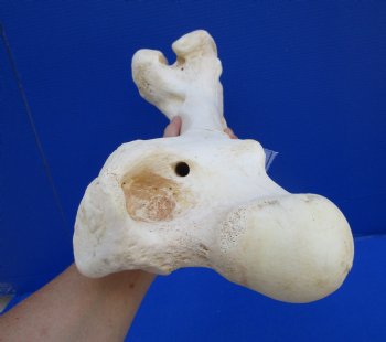 19-3/4 x 8 inches Giraffe Femur Leg Bone- Buy this one for $69.99