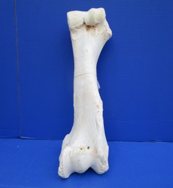 22-3/4 x 7-1/2 inches Authentic Giraffe Humerus Leg Bone (Weighs 15 pounds) - Buy this one for $69.99