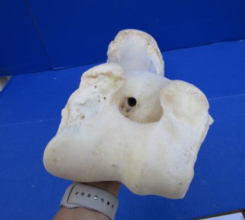 22-3/4 x 7-1/2 inches Authentic Giraffe Humerus Leg Bone (Weighs 15 pounds) - Buy this one for $69.99