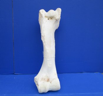 22-3/4 x 7-1/2 inches Authentic Giraffe Humerus Leg Bone (Weighs 15 pounds) - Buy this one for $69.99