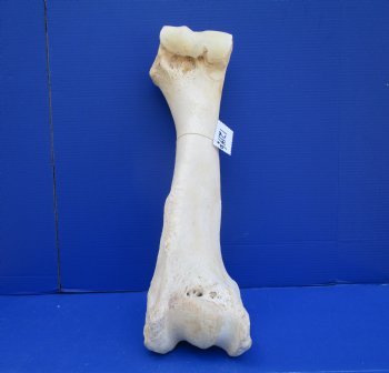 22-1/2 x 8-1/2 inches Authentic Giraffe Humerus Leg Bone (Weighs 13 pounds) - Buy this one for $69.99