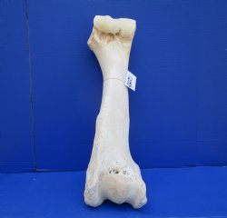 22-1/2 x 8-1/2 inches Authentic Giraffe Humerus Leg Bone (Weighs 13 pounds) - Buy this one for $69.99