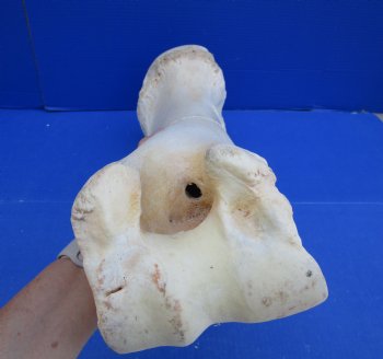 22-1/2 x 8-1/2 inches Authentic Giraffe Humerus Leg Bone (Weighs 13 pounds) - Buy this one for $69.99