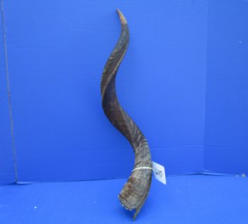 30 inches Kudu Horn (23-1/4 inches straight) - Buy this one for $79.99