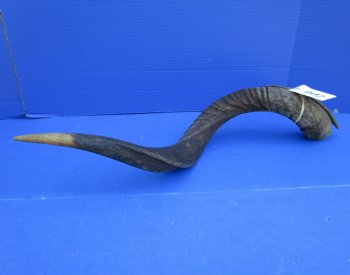 30 inches Kudu Horn (23-1/4 inches straight) - Buy this one for $79.99