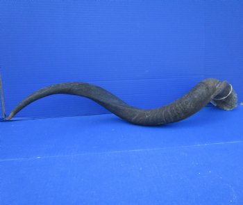 33 inches Kudu Horn (25-1/2 inches straight) - Buy this one for $79.99