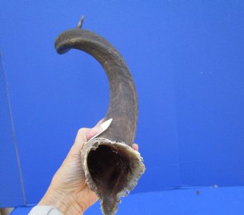 33 inches Kudu Horn (25-1/2 inches straight) - Buy this one for $79.99