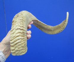 26 inches Merino Sh...