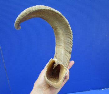 26 inches Merino Sheep, Ram Horn <font color=red> Grade B Quality - Split</font> - Buy this one for $19.99