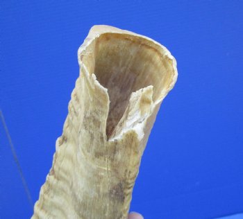 26 inches Merino Sheep, Ram Horn <font color=red> Grade B Quality - Split</font> - Buy this one for $19.99