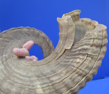 27-1/2 inches Large Merino Sheep, Ram Horn <font color=red> Grade B Quality with Cut and Split</font> - Buy this one for $22.99