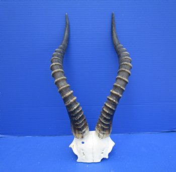 Large 16 and 15-7/8 inches Blesbok Horns on Skull Plate (Small hole in skull plate) - Buy this one for $39.99