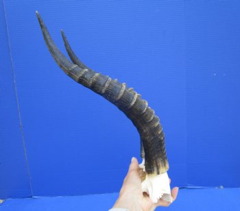 Large 16 and 15-7/8 inches Blesbok Horns on Skull Plate (Small hole in skull plate) - Buy this one for $39.99