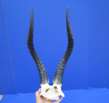 Large 16 and 15-7/8 inches Blesbok Horns on Skull Plate (Small hole in skull plate) - Buy this one for $39.99