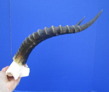 Large 16 and 15-7/8 inches Blesbok Horns on Skull Plate (Small hole in skull plate) - Buy this one for $39.99