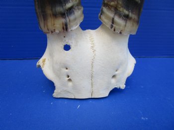 Large 16 and 15-7/8 inches Blesbok Horns on Skull Plate (Small hole in skull plate) - Buy this one for $39.99