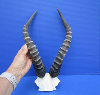 Large Blesbok Skull Plate with 15-3/4 and 15-1/2 inches Horns - Buy this one for $44.99