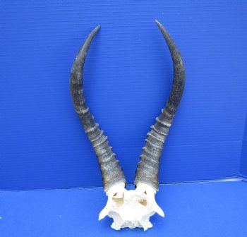 Large Blesbok Skull Plate with 15-3/4 and 15-1/2 inches Horns - Buy this one for $44.99