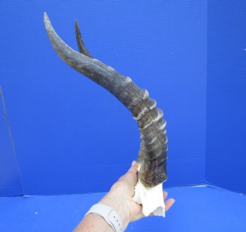 Large Blesbok Skull Plate with 15-3/4 and 15-1/2 inches Horns - Buy this one for $44.99