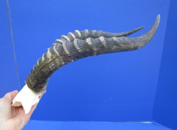 Large Blesbok Skull Plate with 15-3/4 and 15-1/2 inches Horns - Buy this one for $44.99