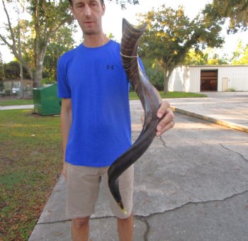 33-3/4 inches Half-Polished Kudu Horn (25-1/4 inches straight) - $89.99