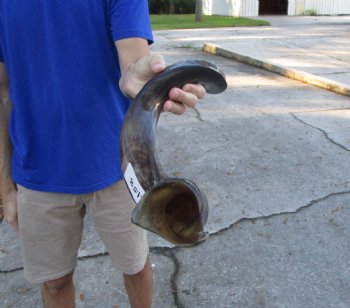 33-3/4 inches Half-Polished Kudu Horn (25-1/4 inches straight) - $89.99
