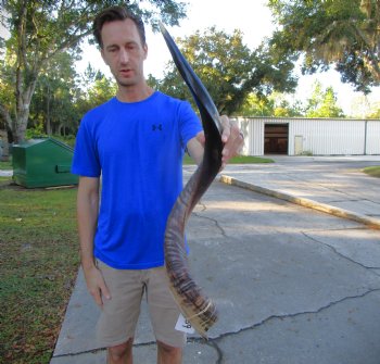 33 inches Half-Polished Kudu Horn (26-1/2 inches straight) - $89.99