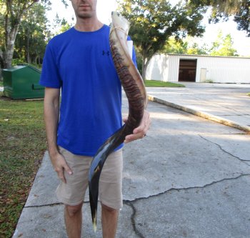 33 inches Half-Polished Kudu Horn (26-1/2 inches straight) - $89.99