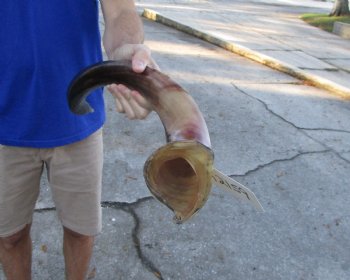 33 inches Half-Polished Kudu Horn (26-1/2 inches straight) - $89.99