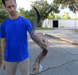 41-1/4 inches Half-Polished Kudu Horn (26-3/4 inches straight) - $134.99
