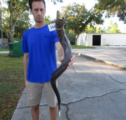 37 inches Half-Polished Kudu Horn (28-3/4 inches straight) - $109.99