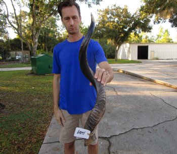 37 inches Half-Polished Kudu Horn (28-3/4 inches straight) - $109.99
