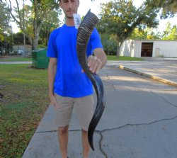 37 inches Half-Polished Kudu Horn (29-1/2 inches straight) - $109.99