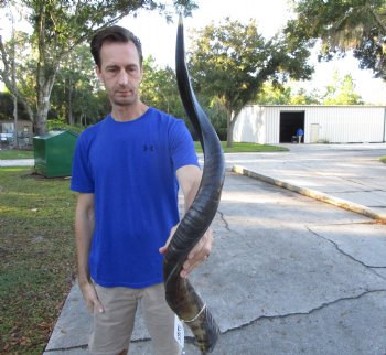 37 inches Half-Polished Kudu Horn (29-1/2 inches straight) - $109.99