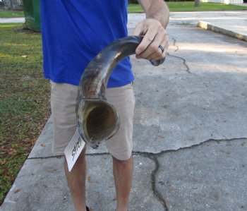 37 inches Half-Polished Kudu Horn (29-1/2 inches straight) - $109.99