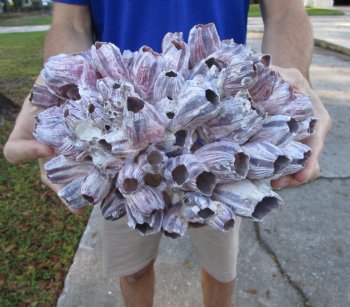 10-1/2" Large Purple Barnacle Cluster for Sale for $19.99