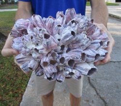 10-1/2" Large Purple Barnacle Cluster for Sale for $19.99