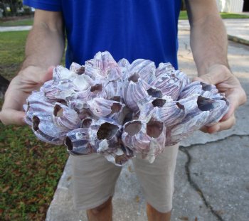 10-1/2" Large Purple Barnacle Cluster for Sale for $19.99