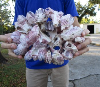 10-1/2" Large Purple Barnacle Cluster for Sale for $19.99