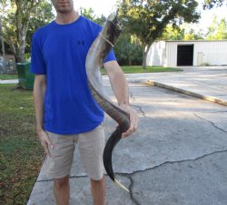 40-1/4 inches Half-Polished Kudu Horn (29 inches straight) - $134.99