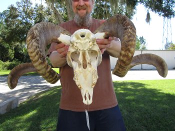 Extra Large African Merino Sheep/Ram Skull with  <font color=red> Huge</font> 33-1/2 inches</font> Horns - Buy this one for $189.99